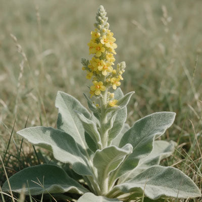 Mullein extract